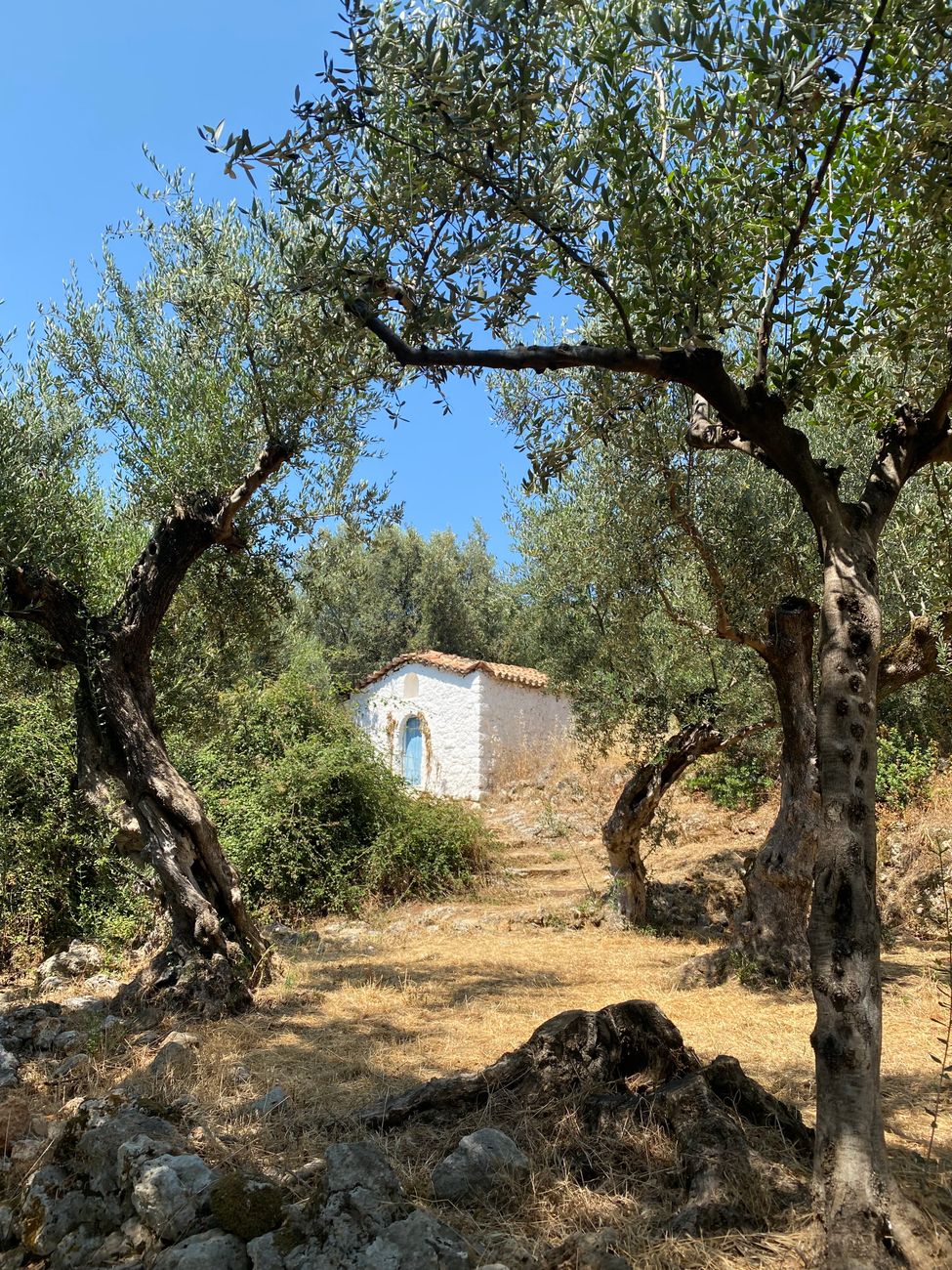 Ancient olive trees and stone village path in Greece