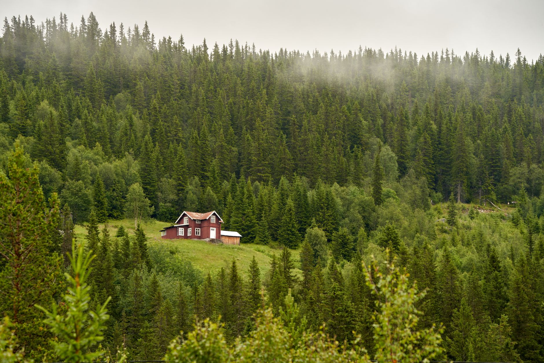Scandinavian wooden retreat nestled in dense misty forest